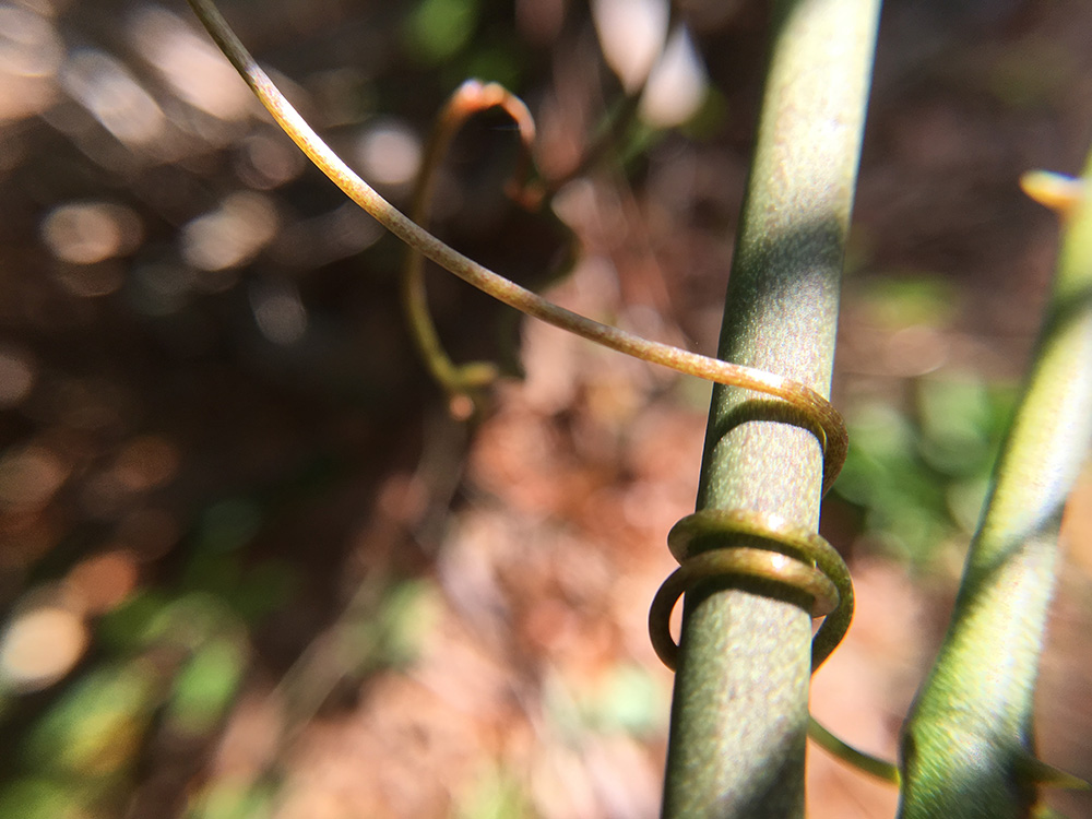 محلاق رشيق ملفوف حول ساق النبات للحصول على الدعم