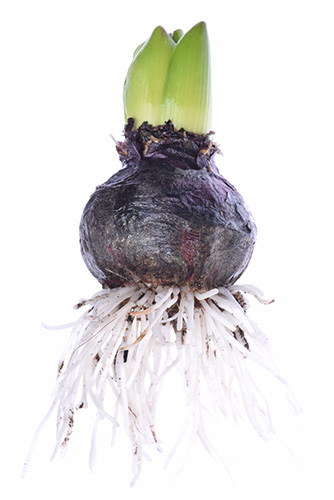 صورة مقرِّبة للخُزَامَى